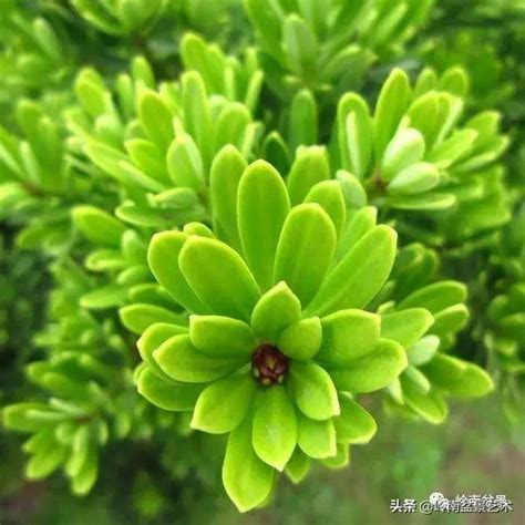 羅漢松 花|羅漢松：珍稀樹種的奧秘與養護撇步 – 植物盆栽綠寶典